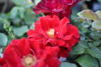Happy Wanderer ® rose photo