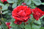 Happy Wanderer ® rose photo