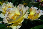 Morden Sunrise rose photo