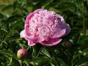 Marie Crousse peony photo