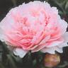Mrs. Livingston Farrand peony photo