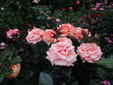 Paco Rabanne rose photo
