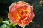 Arlequin rose photo