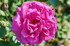 Kralj Alexander I rose photo
