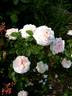 Miss Alice ® rose photo