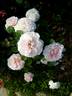 Miss Alice ® rose photo