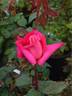 Mariella Calderoni Clg rose photo