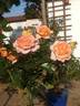 La Palma rose photo