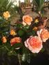 La Palma rose photo