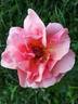 Duquesa de Peñaranda rose photo