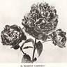 Martin Cahuzac peony photo