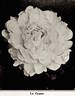 Le Cygne peony photo