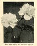 Madame Emile Dupraz peony photo