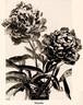 Othello peony photo