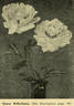 Queen Wilhelmina peony photo