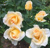 Golden Elegance rose photo