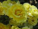 Henry Fonda rose photo