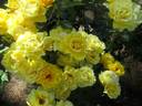 Henry Fonda rose photo