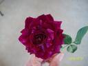 Burlesque rose photo