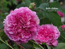 Belle Hélène rose photo