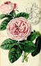 William Griffith rose photo