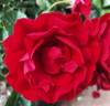 Showbiz rose photo