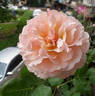 Haiku ™ rose photo