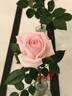 Marita Lindner rose photo