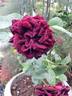 Olde Romeo rose photo