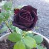 Olde Romeo rose photo