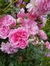 Uetersens Rosenprinzessin rose photo
