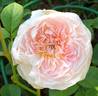 Country Living rose photo