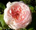 Country Living rose photo