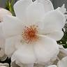 Starlight Symphony rose photo