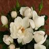 Starlight Symphony rose photo
