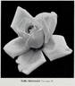 Belle Siebrecht rose photo