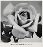 Mrs. A. R. Waddell rose photo