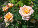 Aphrodite rose photo