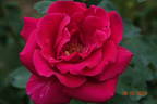 Ljuba Rizzoli ® rose photo