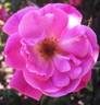 Napoléon rose photo