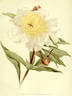 Adrian peony photo
