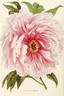 Triomphe de Harlem peony photo