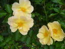 Apricot Queen rose photo