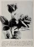 Laurent Carle rose photo
