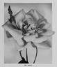 Mrs. A. R. Waddell rose photo