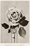Marie d'Orléans rose photo