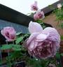 Jugendstil rose photo