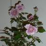 Jugendstil rose photo