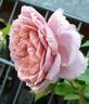 Jugendstil rose photo