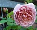 Jugendstil rose photo